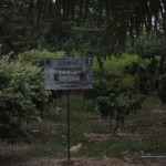 Jardinclonal1