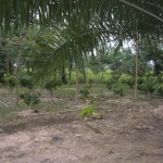 Jardínclonal2