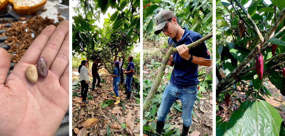 Cacao UNET Tr Un 65 67 01