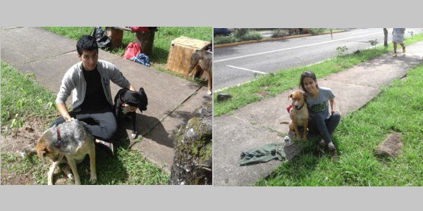 Brigada de cuidado canino 4